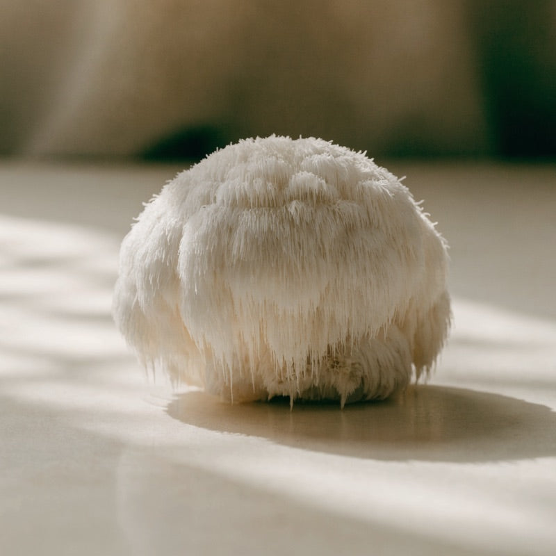 Lavlja griva